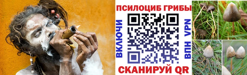 Галлюциногенные грибы Psilocybe купить Павловская